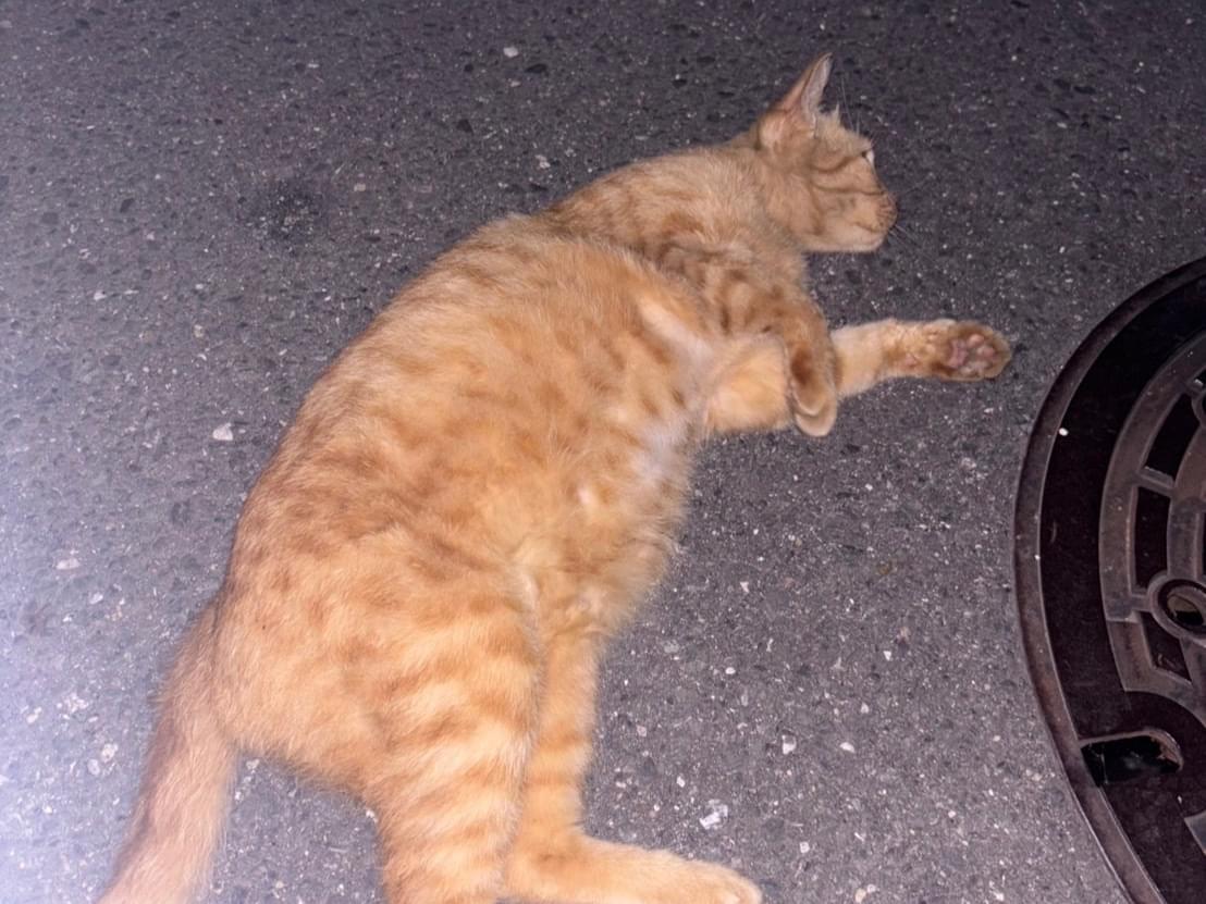目撃された猫 目撃された猫
