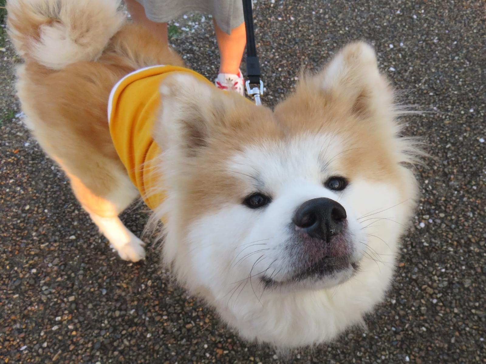 ヒスイちゃん ヒスイちゃん