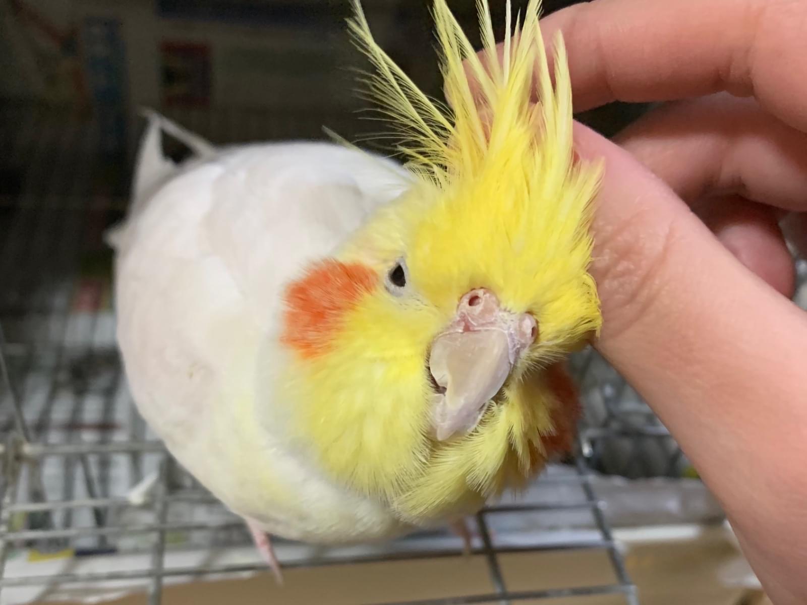 ラテちゃん ラテちゃん