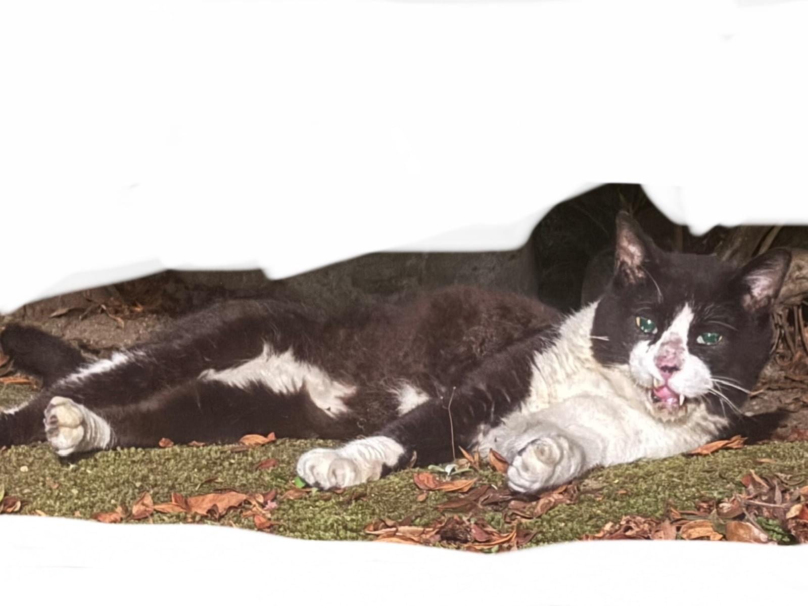 目撃された猫