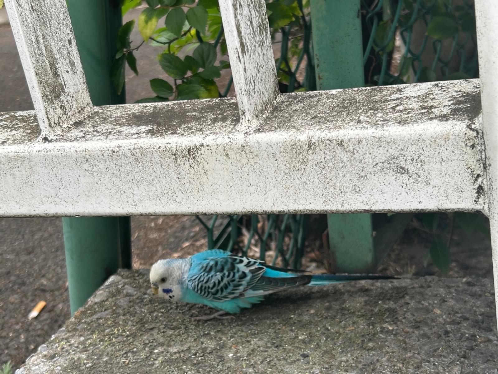 目撃された鳥 目撃された鳥