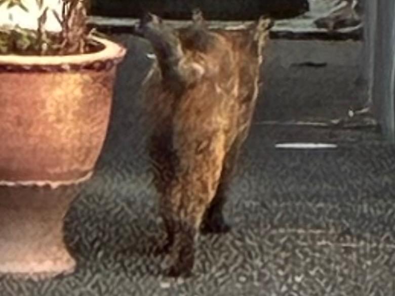 目撃された猫 目撃された猫