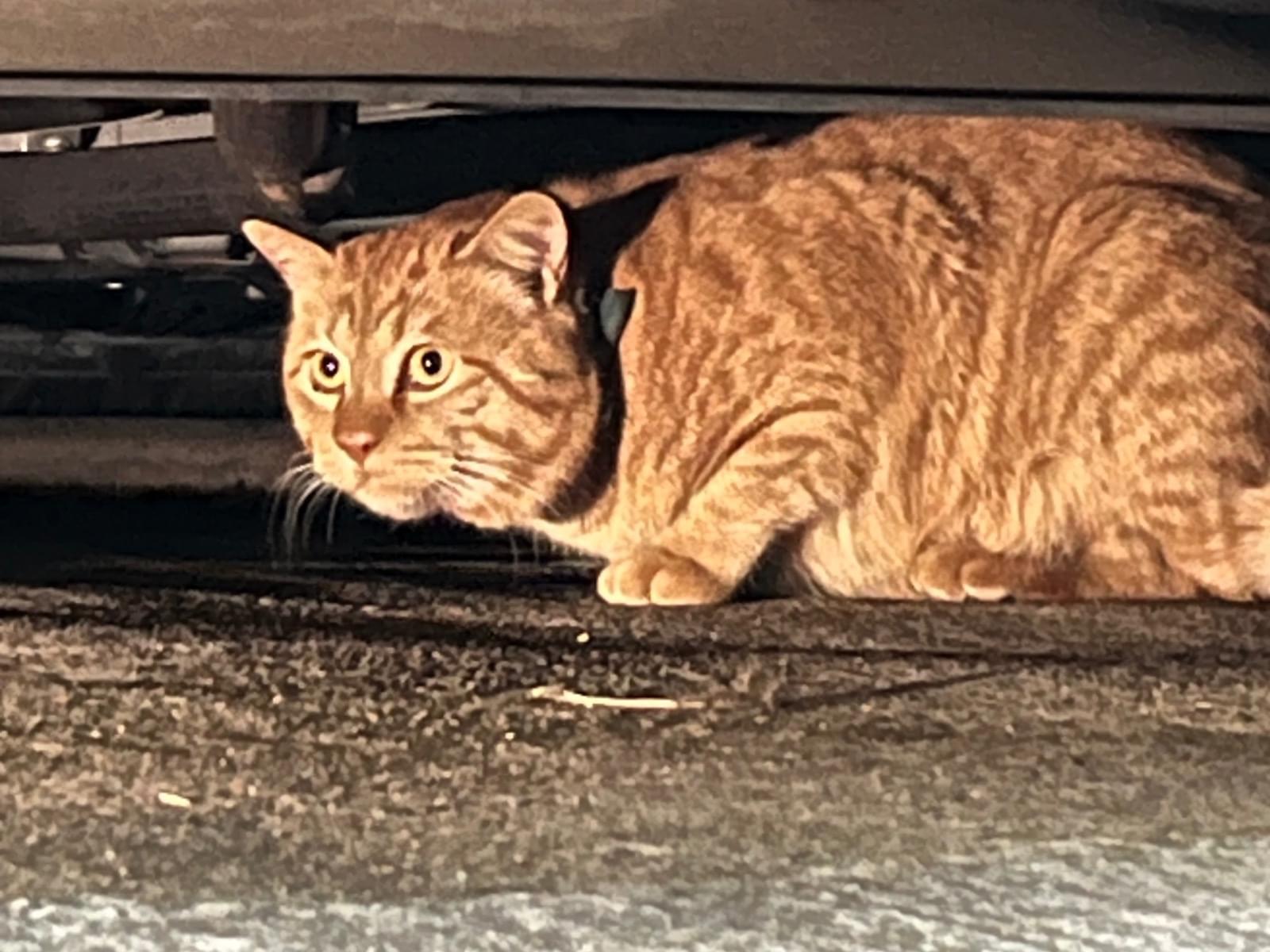 目撃された猫 目撃された猫