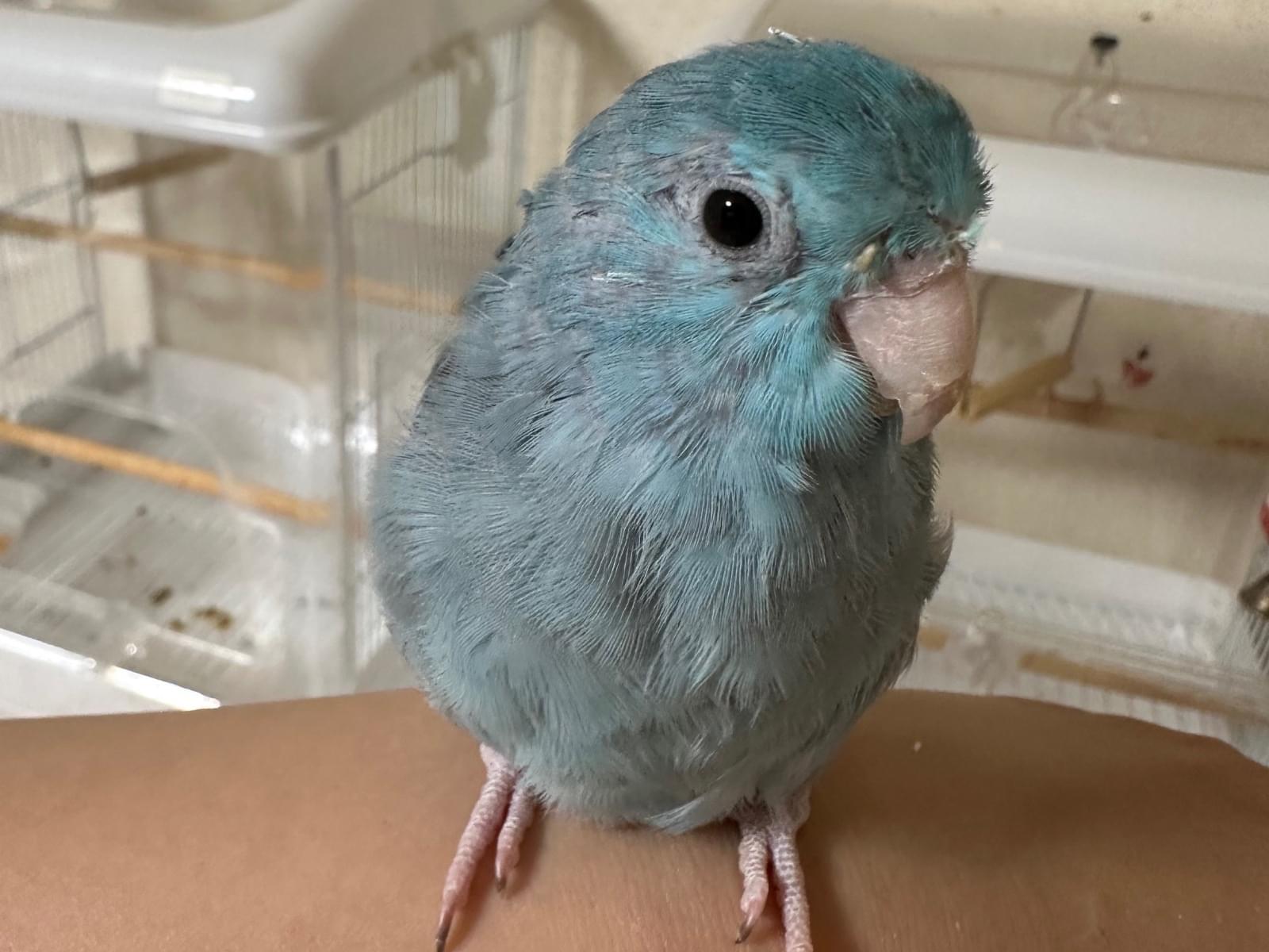 るりちゃん るりちゃん