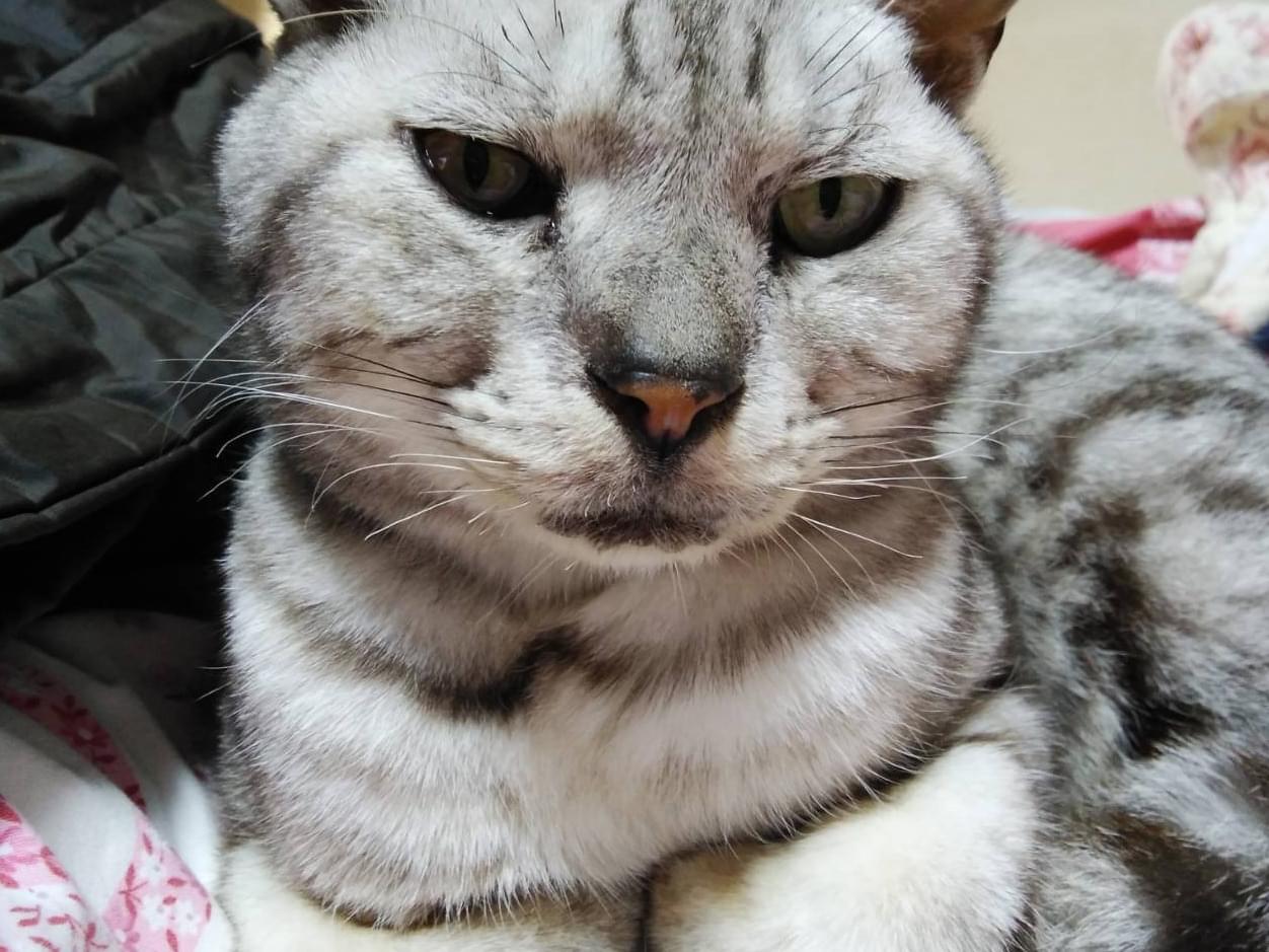 保護された猫 保護された猫