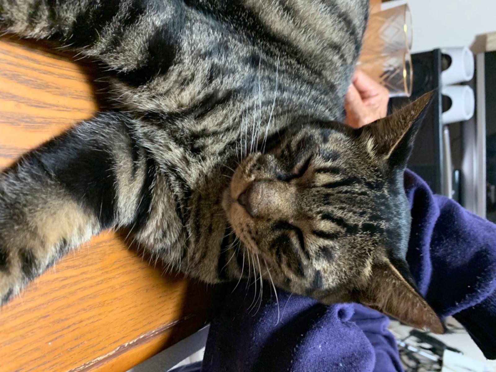 保護された猫 保護された猫