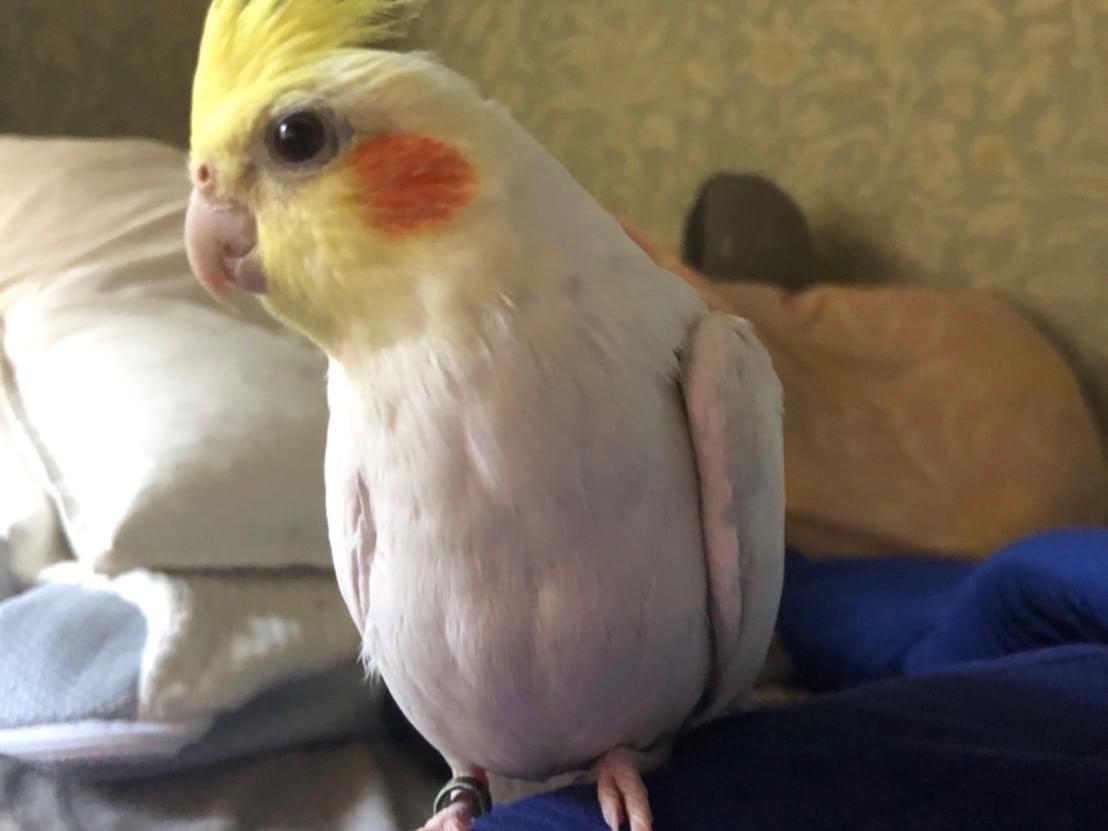 ガオちゃん ガオちゃん