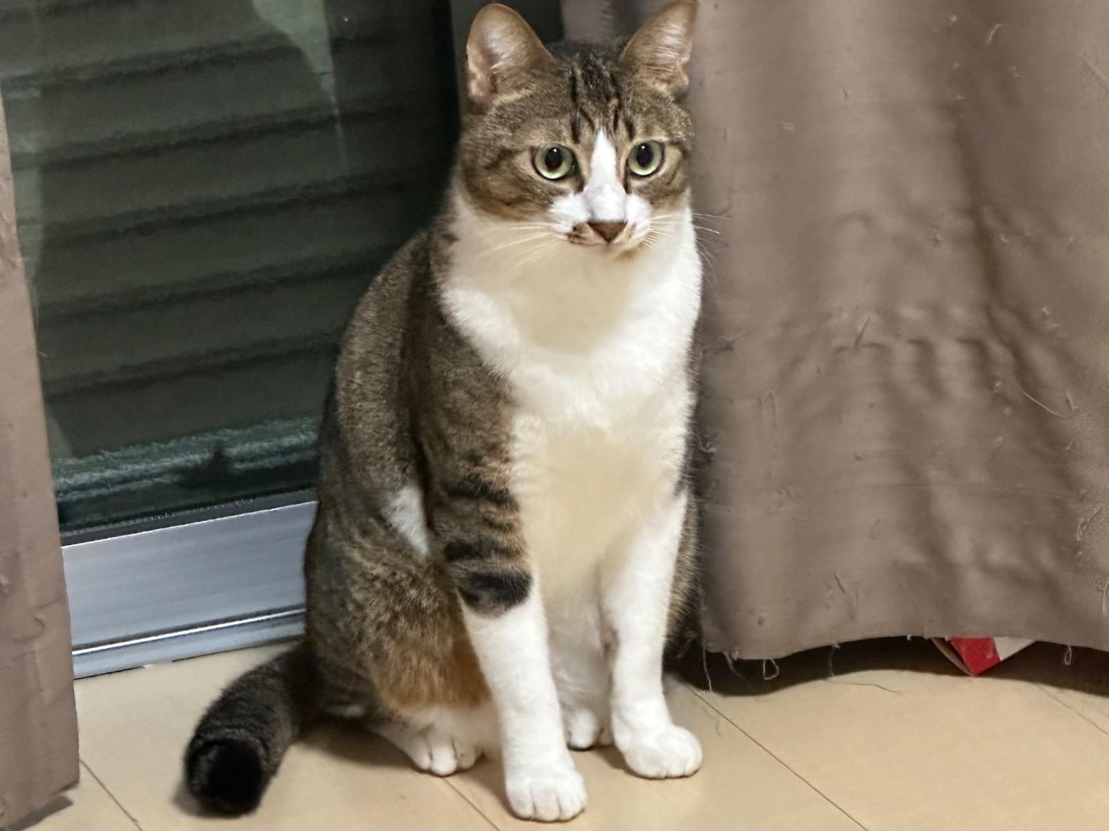 リーズちゃん リーズちゃん