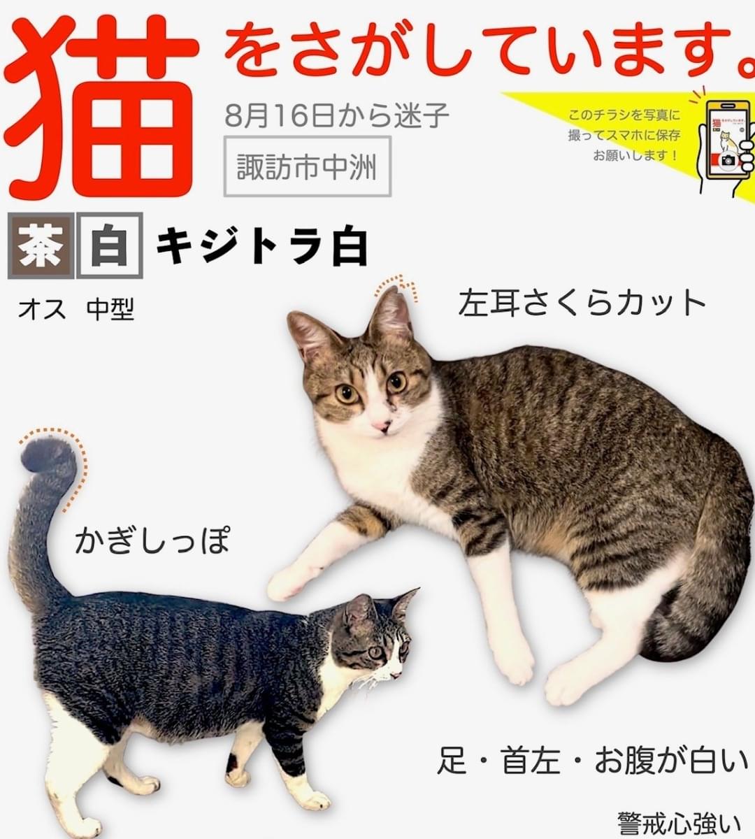 キジトラ白猫ページです。 キジトラ白（キジ白）はどんな猫？性格や特徴・飼い方のコツについて