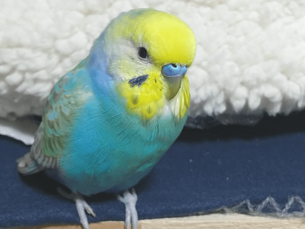 はっちゃん はっちゃん