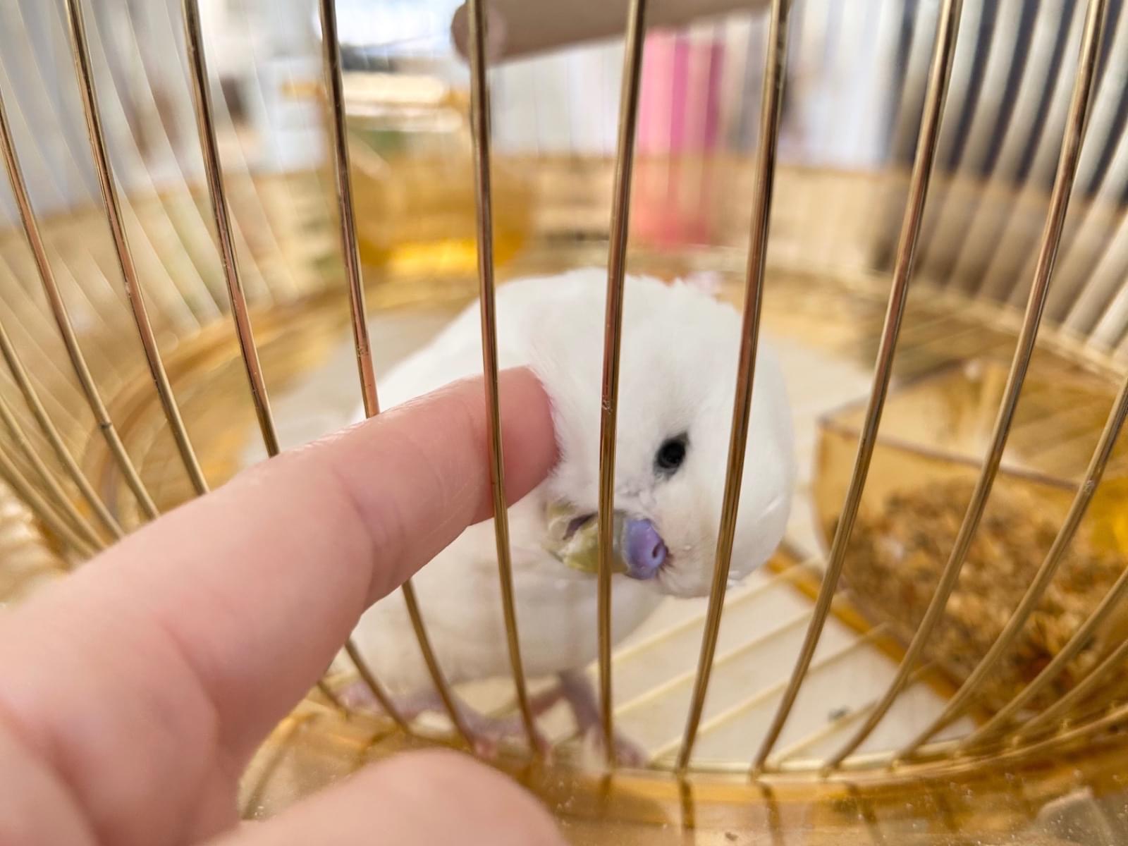 だいふくちゃん だいふくちゃん