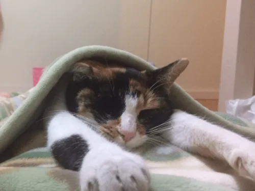 三毛猫~断捨離中~（感謝） 三毛猫~断捨離中~様 専用（感謝）