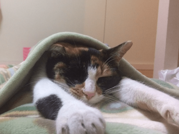 まめちゃん まめちゃん