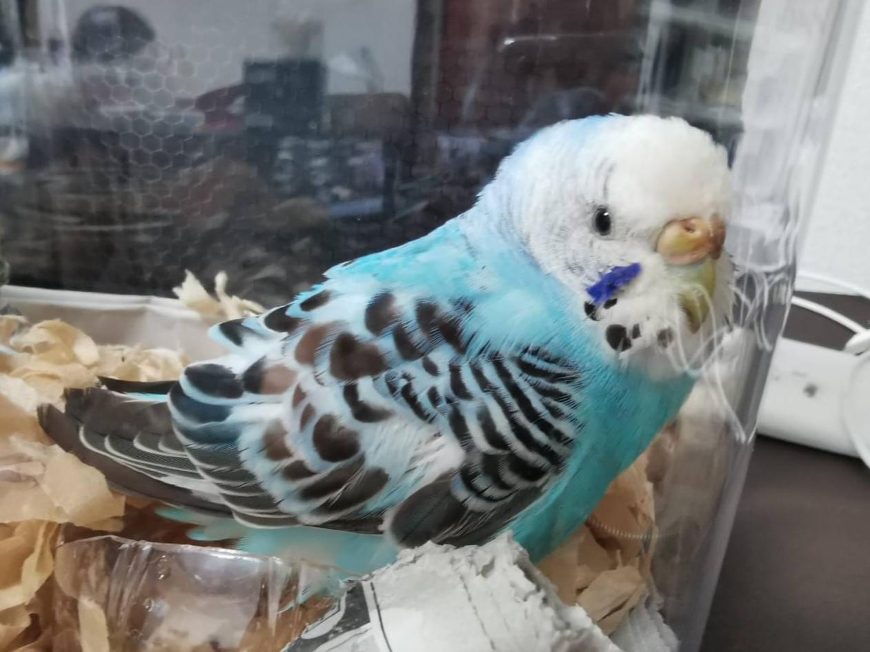 保護された鳥 保護された鳥