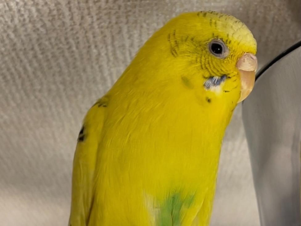 保護された鳥 保護された鳥