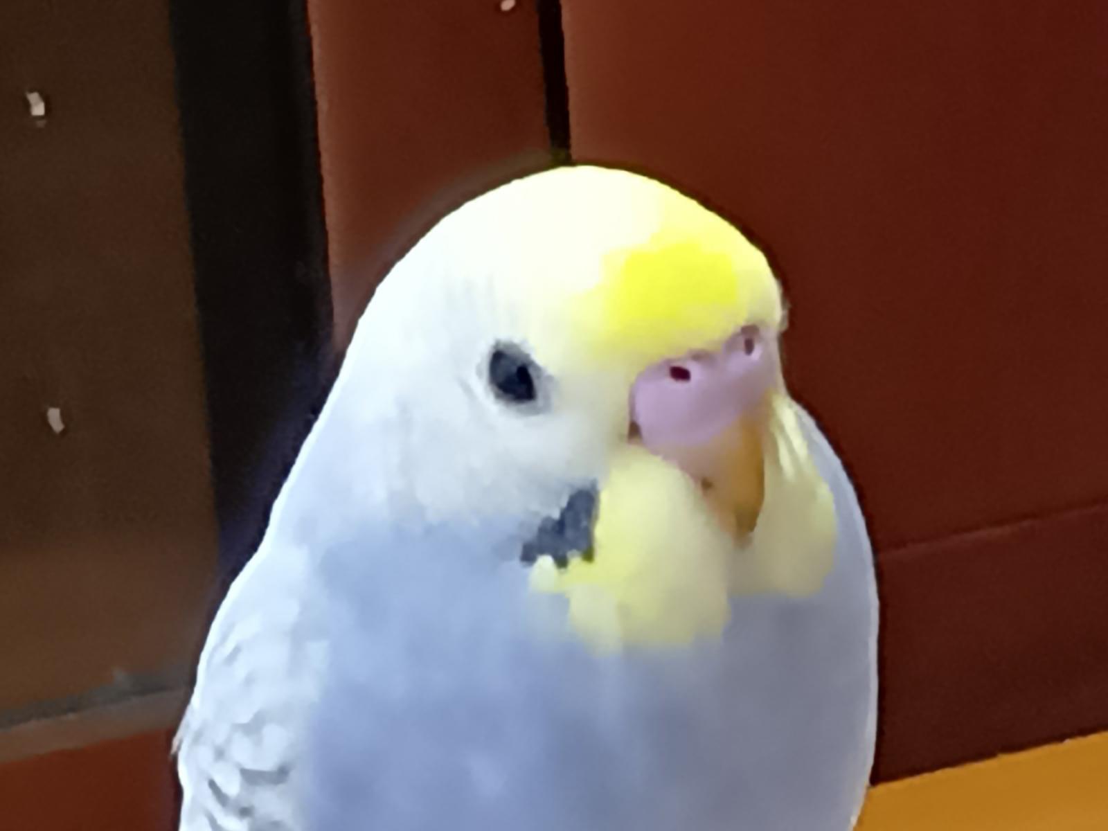 ハッピーちゃん