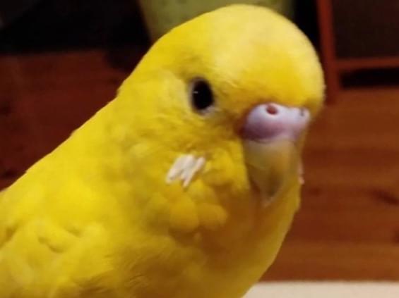 ぽぽちゃん ぽぽちゃん