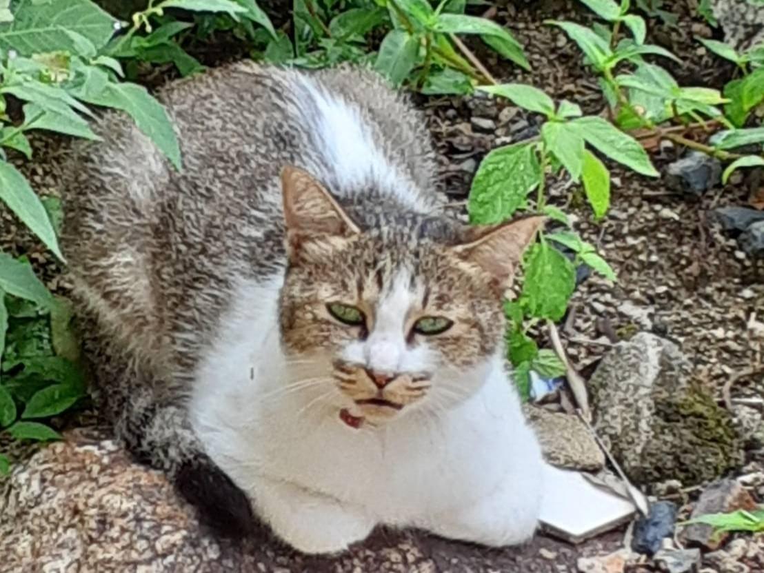 目撃された猫 目撃された猫