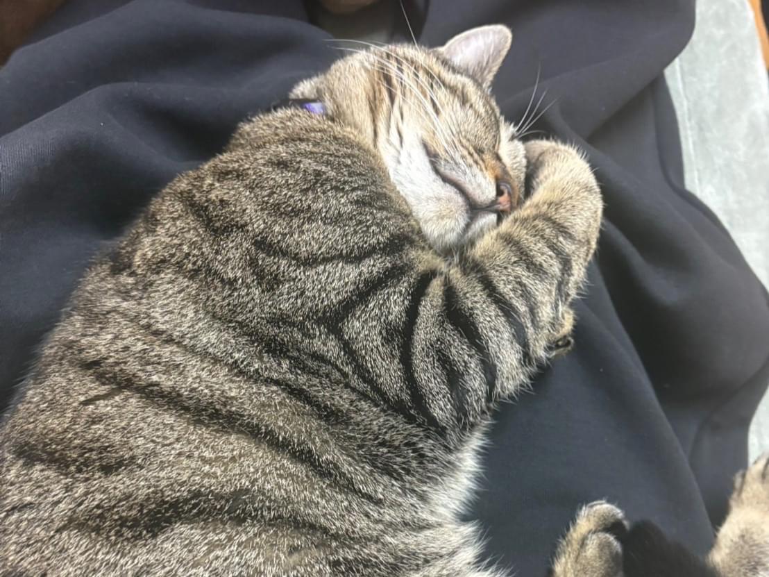 ちゃぴぃちゃん ちゃぴぃちゃん