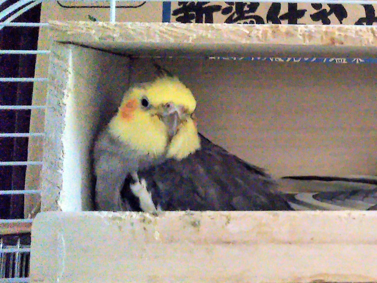 ザビエルちゃん ザビエルちゃん