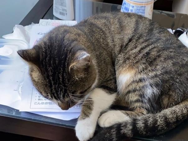 保護された猫 保護された猫