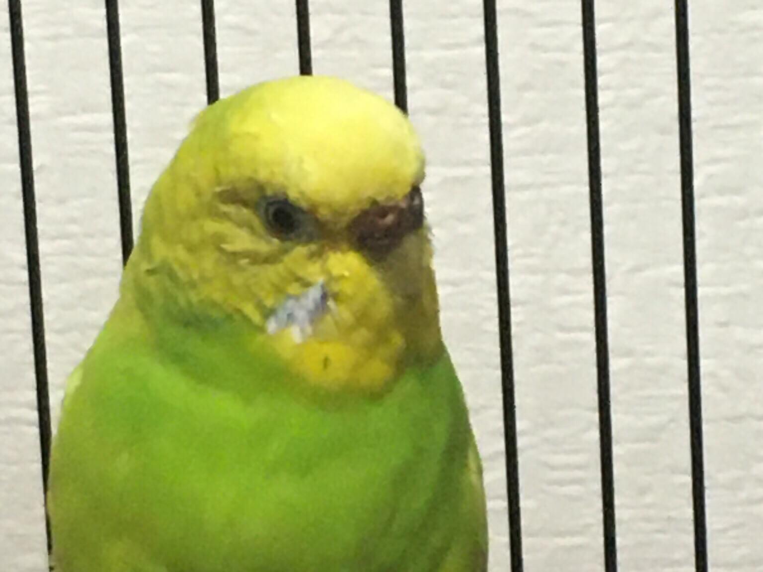 ぽぽちゃん ぽぽちゃん