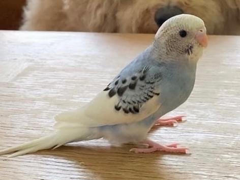 アオシちゃん アオシちゃん