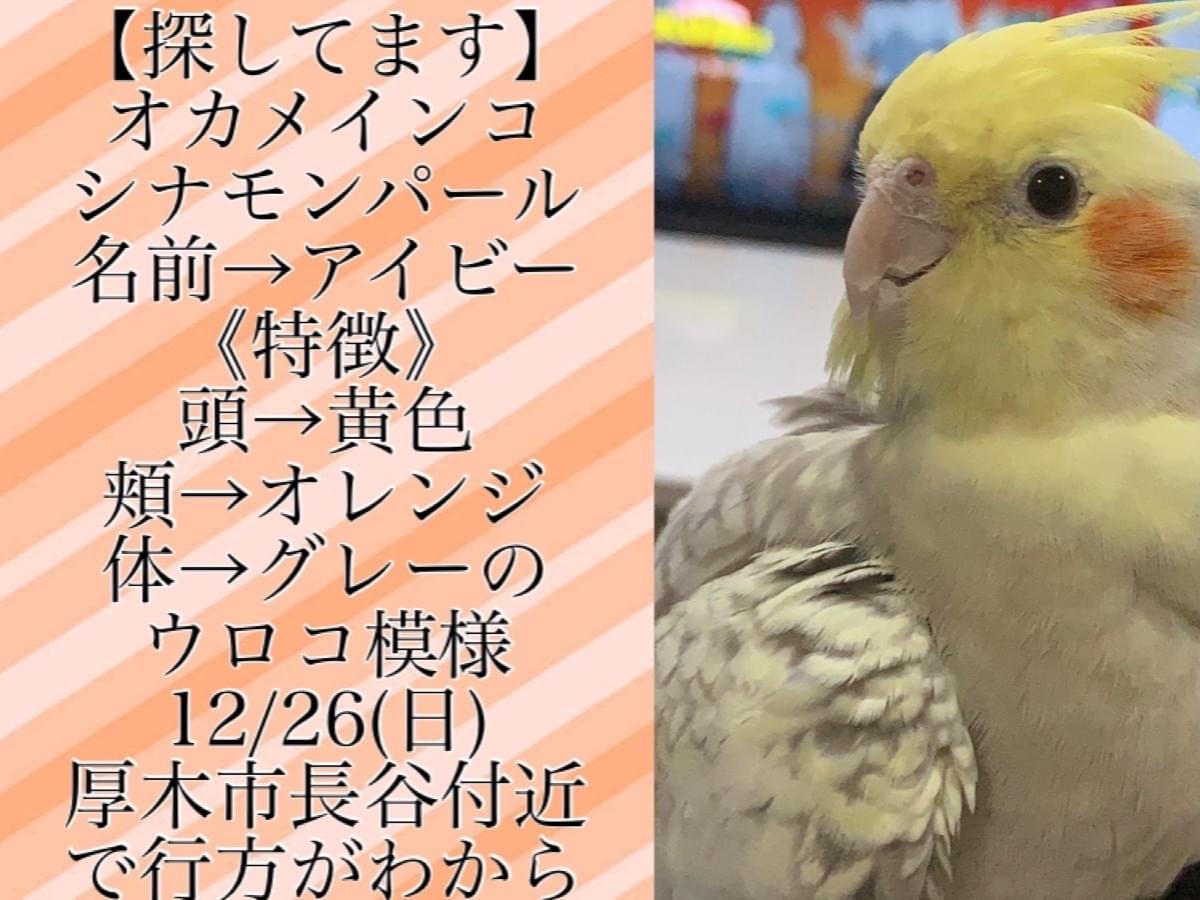 アイビーちゃん アイビーちゃん