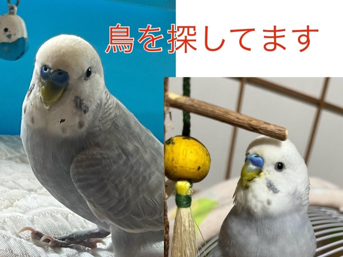 てんちゃん てんちゃん