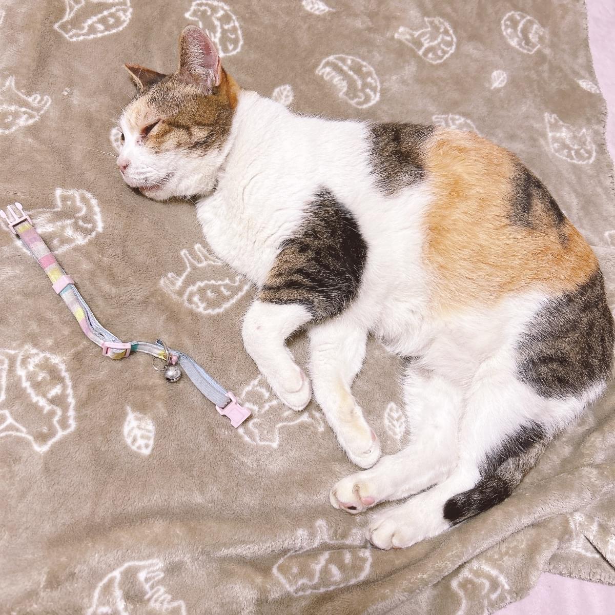 猫猫333 カード検索 ｜ Z/X - Zillions of enemy X - ゼクス公式サイト