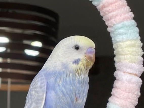 うめちゃん うめちゃん