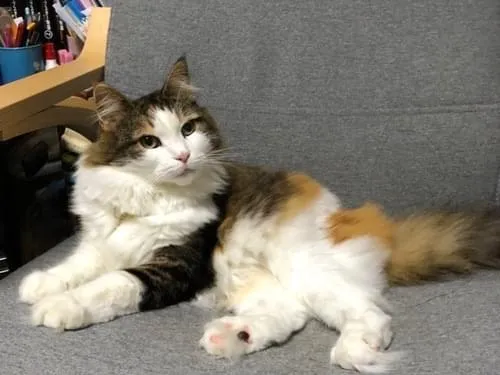 長毛種の三毛猫を探しています。