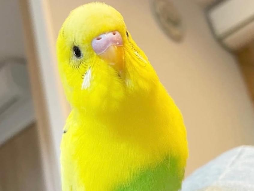 きすけちゃん きすけちゃん