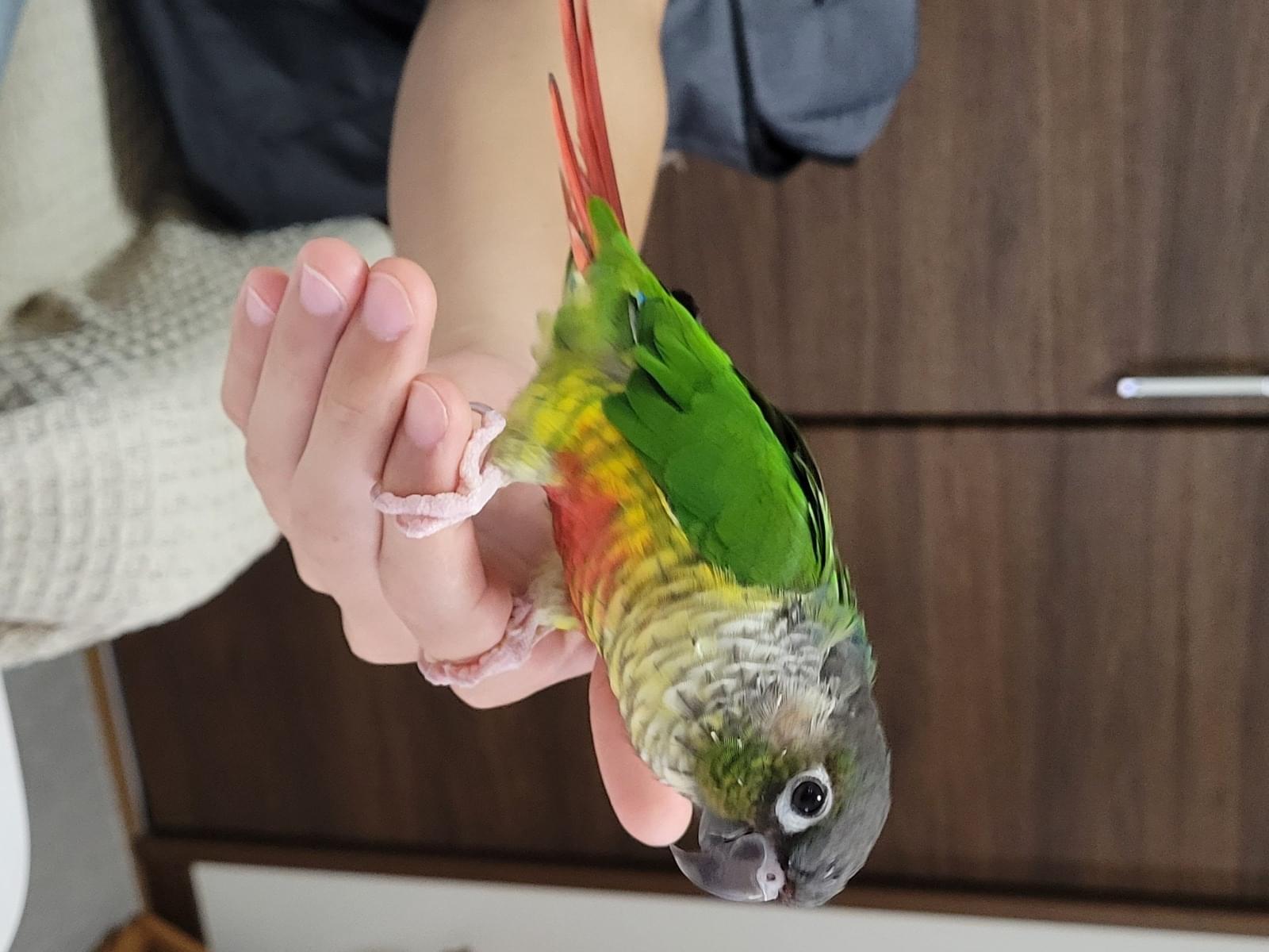 りんちゃん りんちゃん