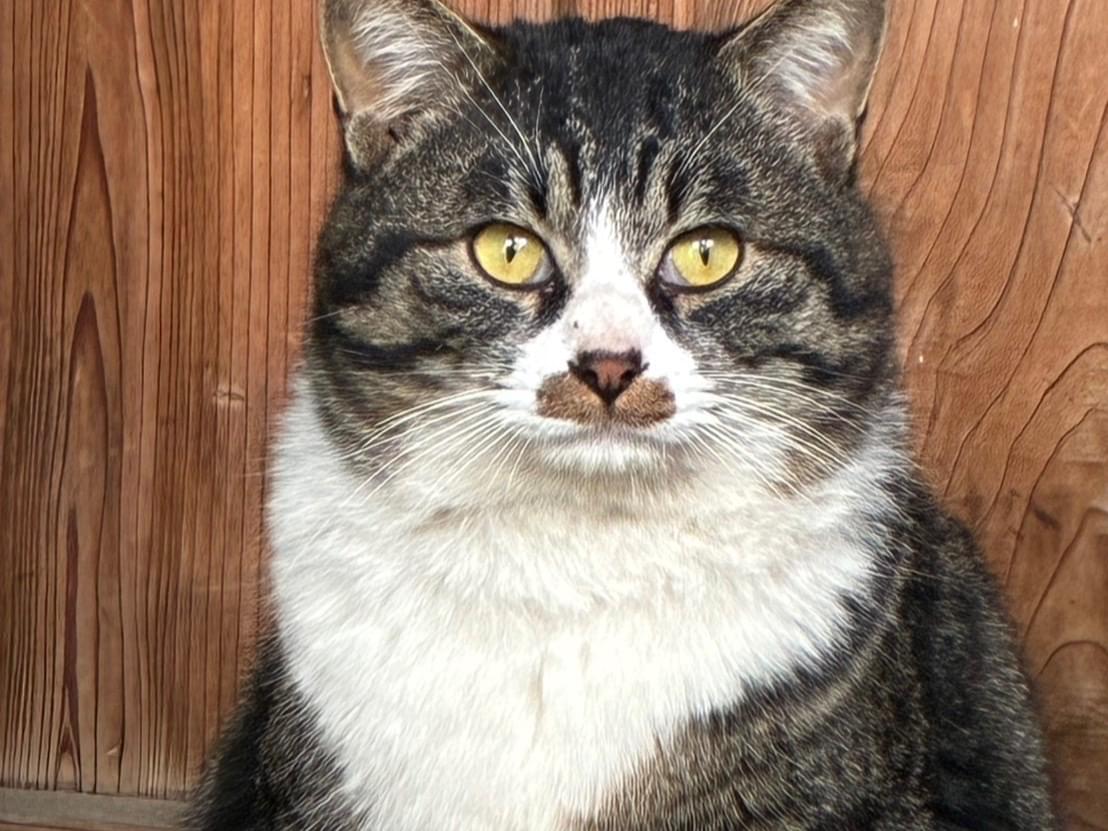 保護された猫 保護された猫