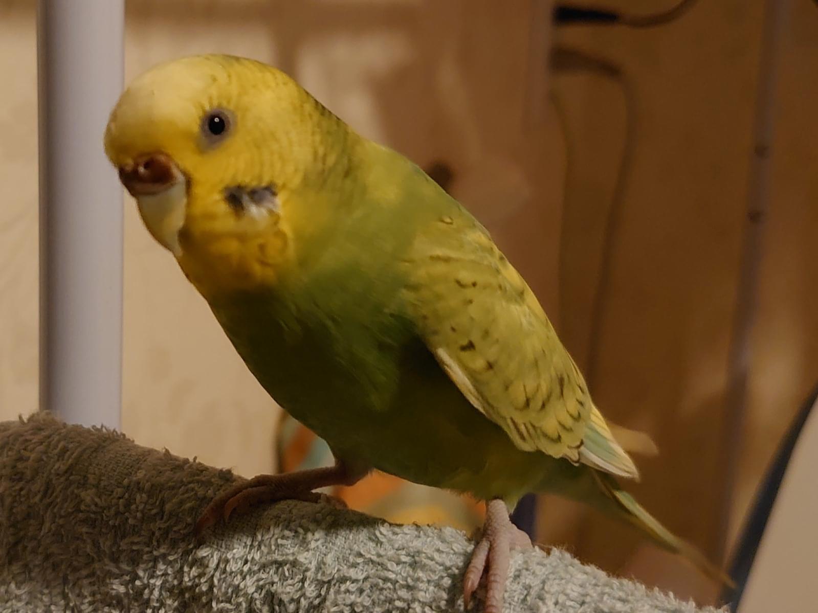ひなたちゃん ひなたちゃん