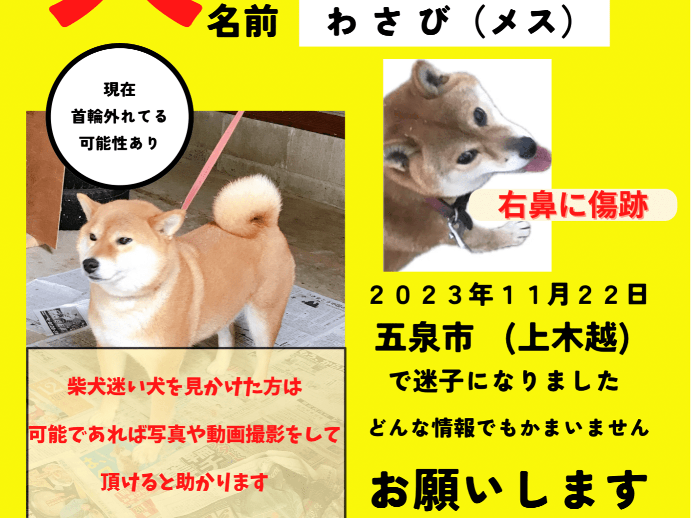 わさびちゃん わさびちゃん