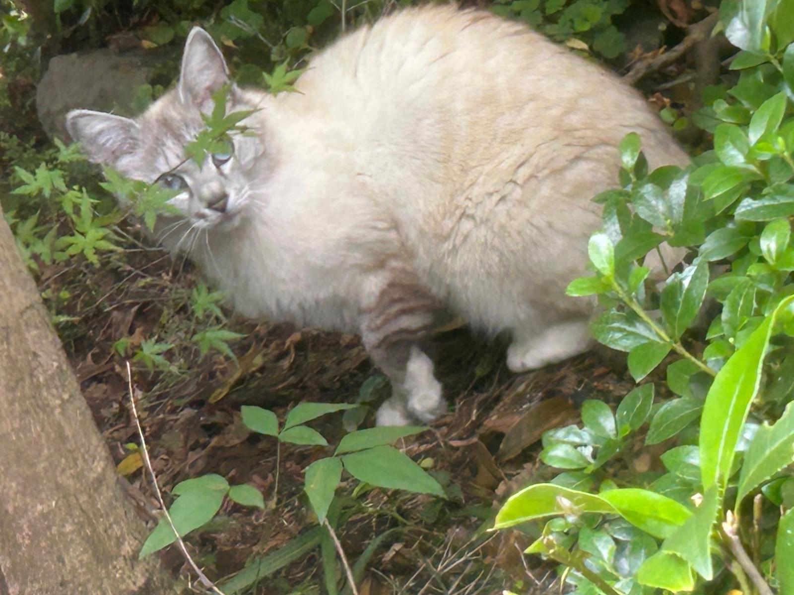 目撃された猫 目撃された猫