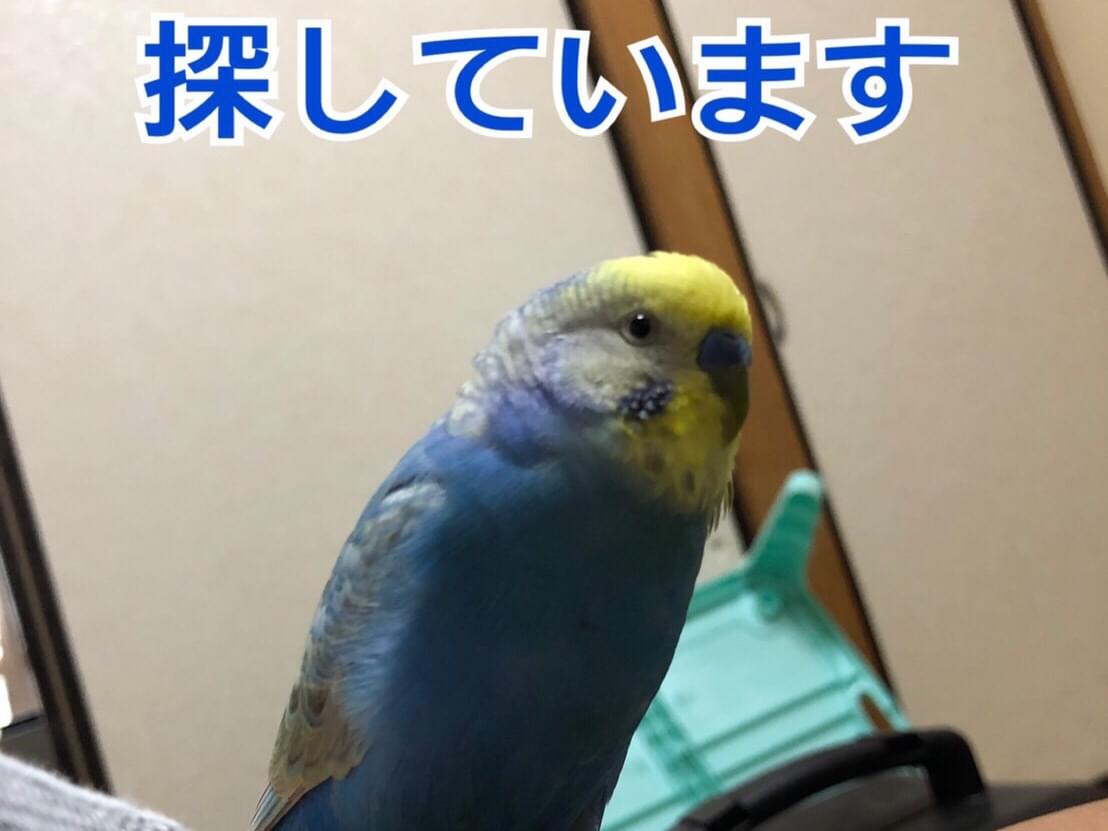 つくねちゃん つくねちゃん