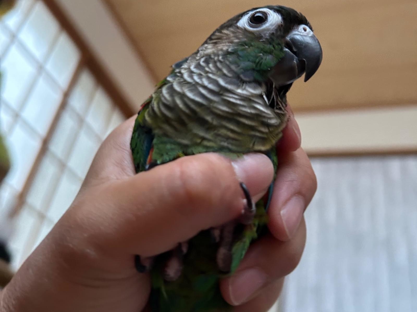 グリちゃん グリちゃん