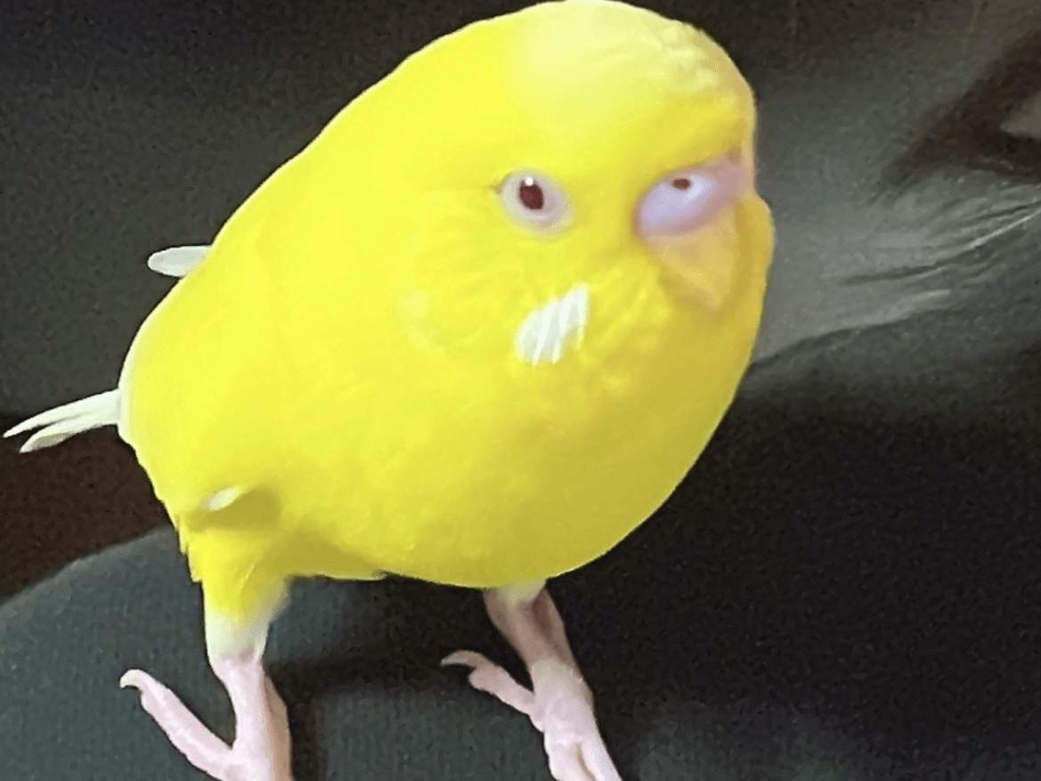 キキちゃん キキちゃん