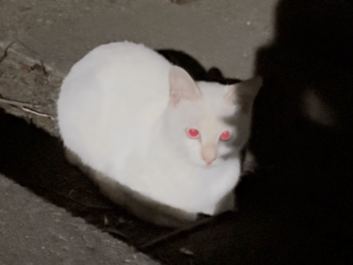 目撃された猫 目撃された猫