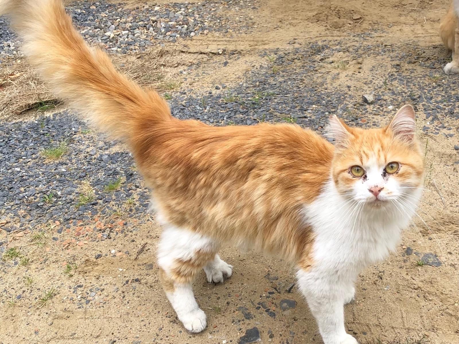 保護された猫 保護された猫