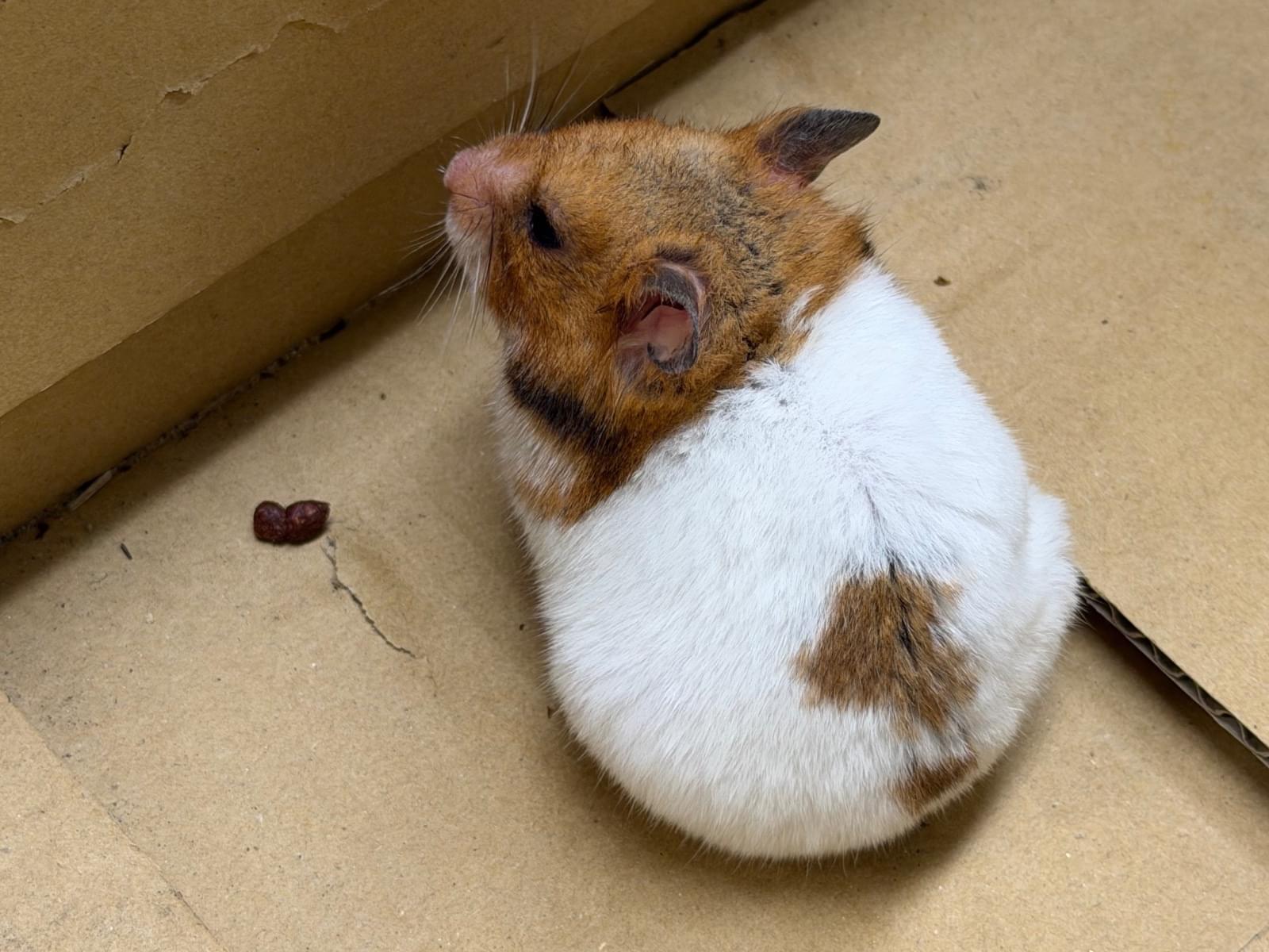 保護されたペット