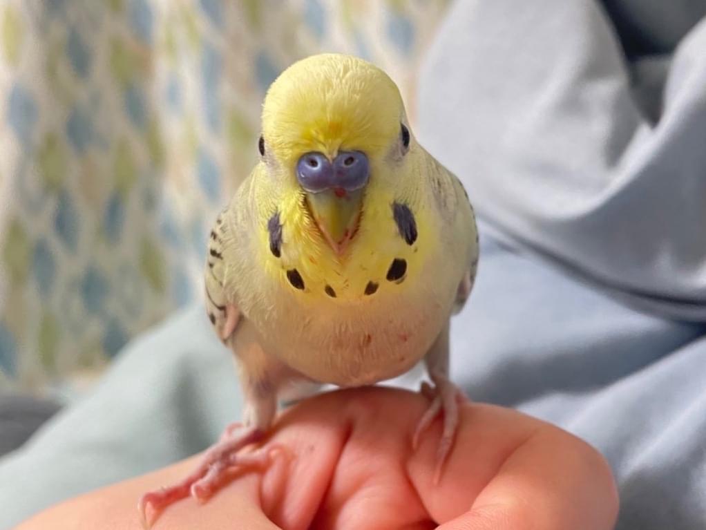 ニコちゃん ニコちゃん