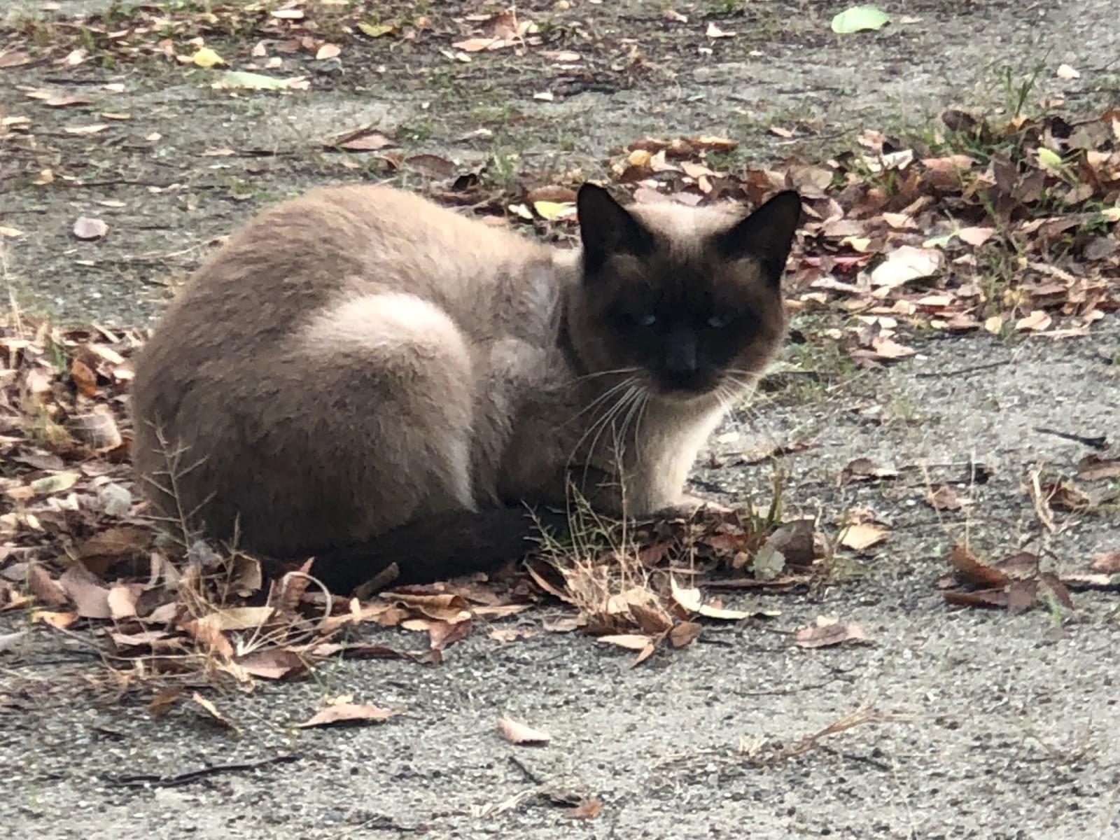 目撃された猫 目撃された猫