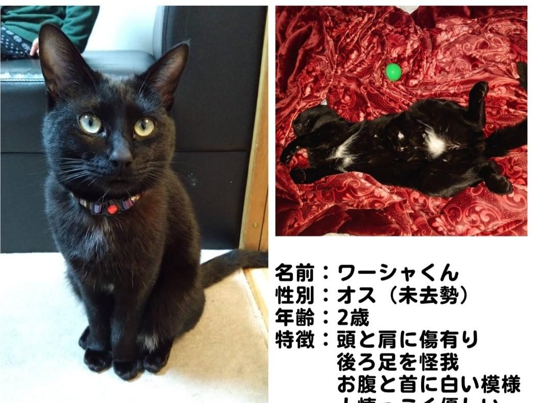 ワーシャちゃん ワーシャちゃん