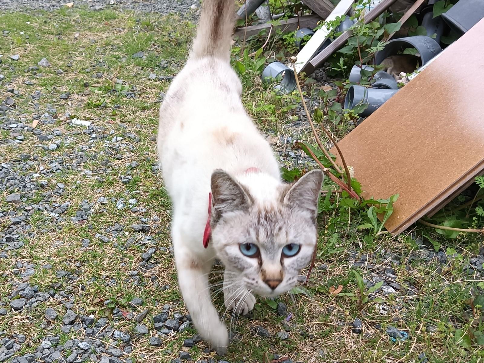 目撃された猫