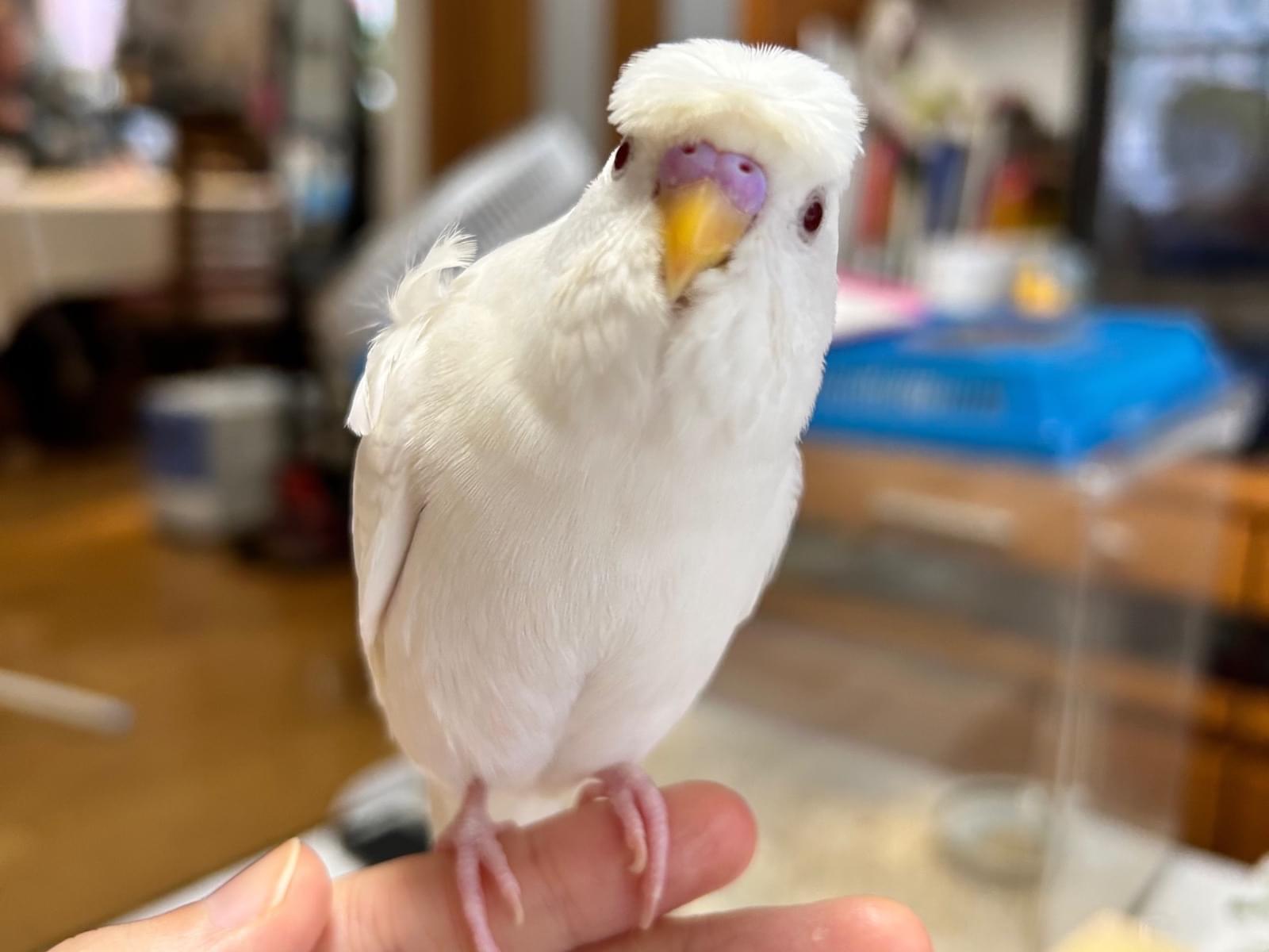 ピノちゃん ピノちゃん