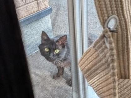 目撃された猫